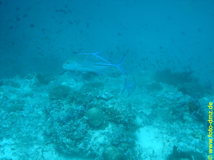 DSC03290