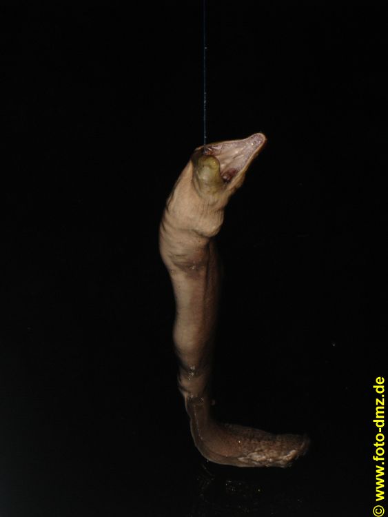 DSC03594