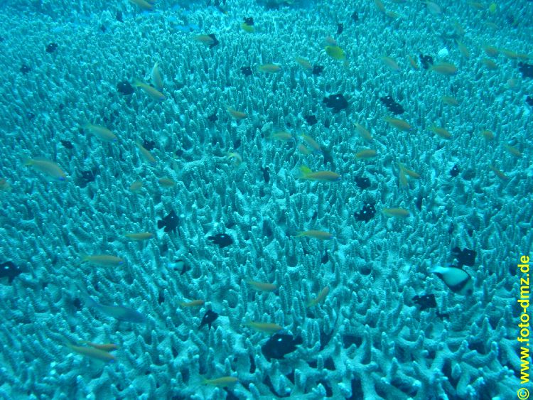 DSC06554
