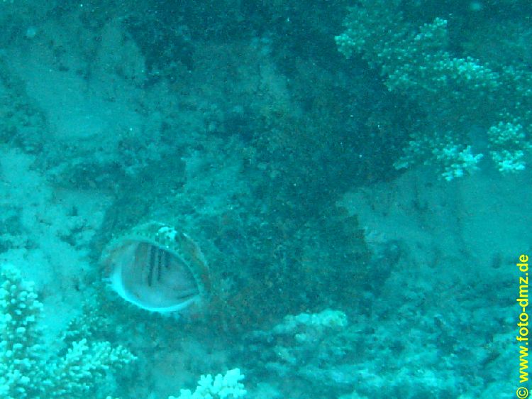 DSC06653