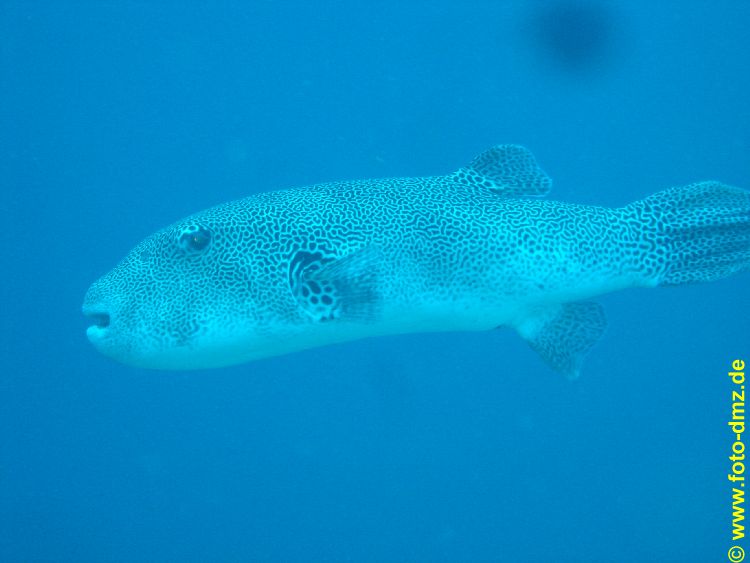 DSC06768