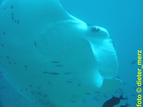 Manta-Schattenspender-