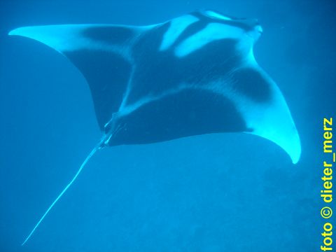 Manta