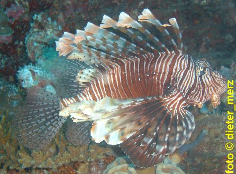 Rotfeuerfisch