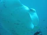 Manta-Schattenspender-